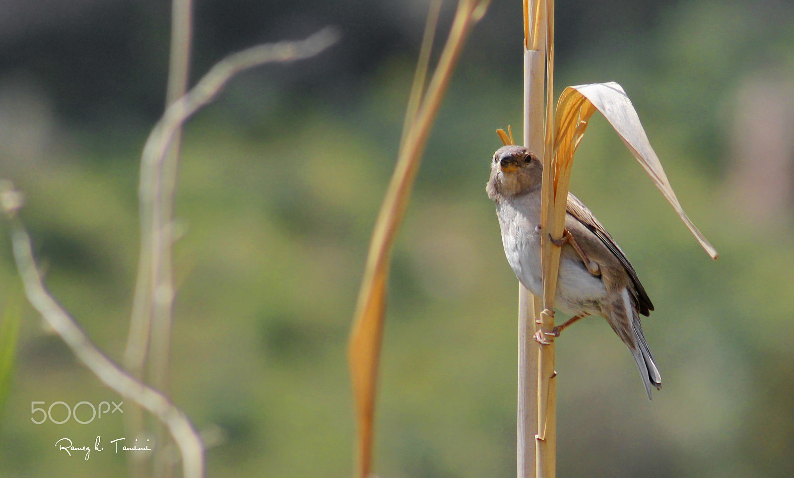 Canon EOS 600D (Rebel EOS T3i / EOS Kiss X5) + EF75-300mm f/4-5.6 sample photo. House sparow photography
