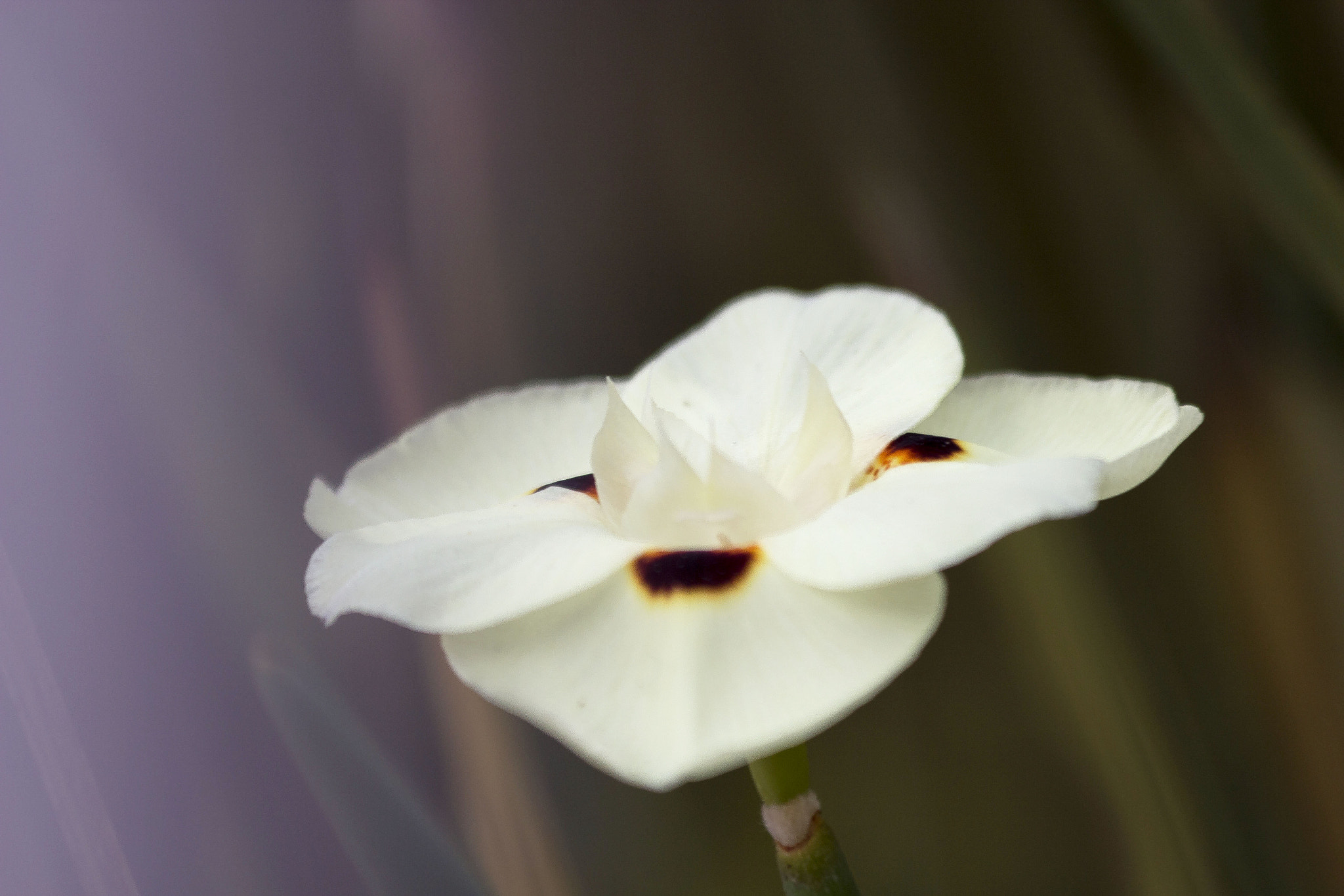 Canon EF 70-300mm F4-5.6 IS USM sample photo. Light photography