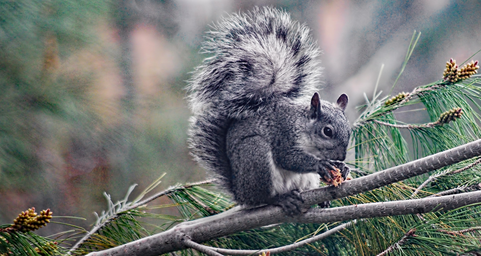 Pentax K200D sample photo. Gray squirrel breakfast photography