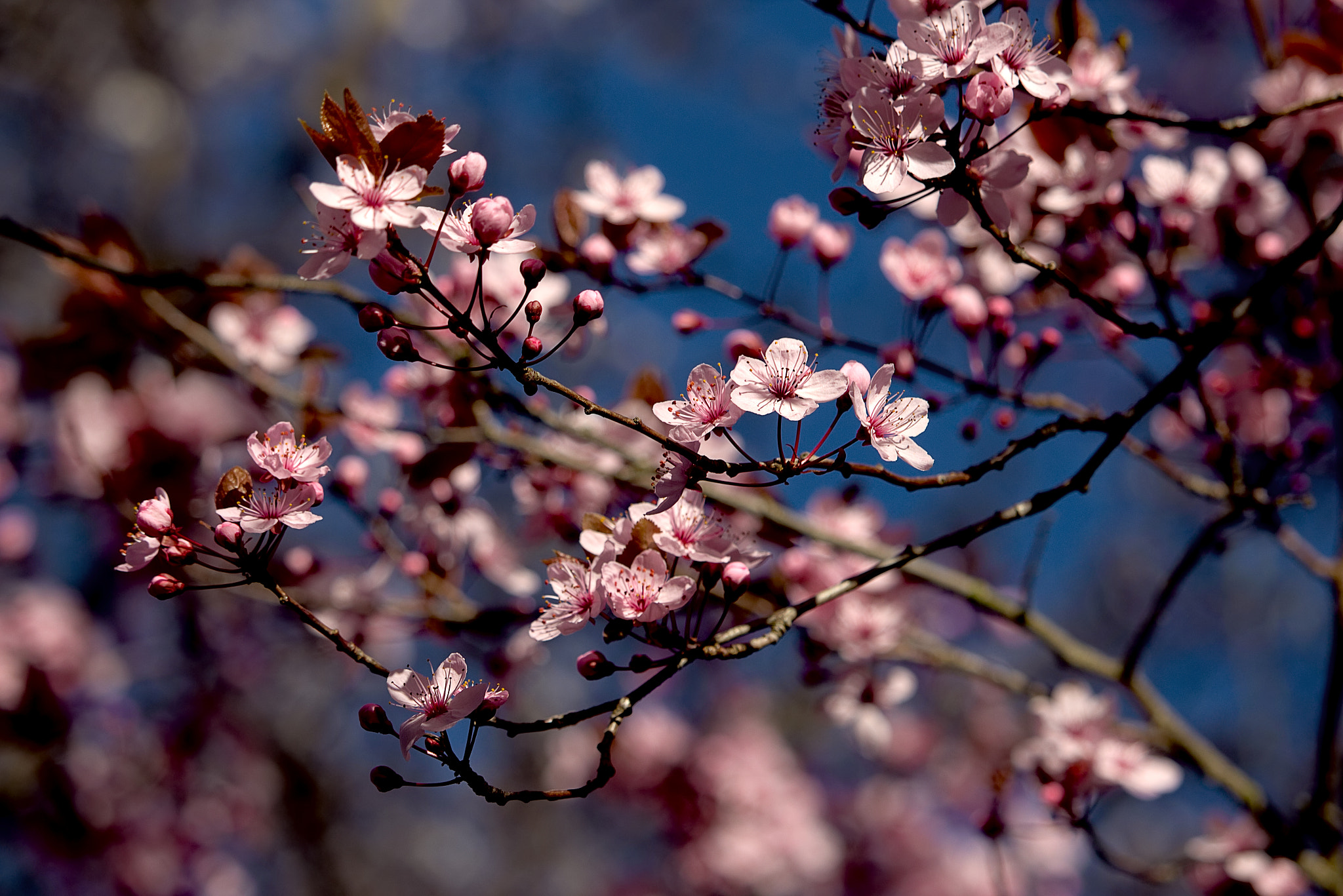 Canon EOS 700D (EOS Rebel T5i / EOS Kiss X7i) sample photo. Sakura photography