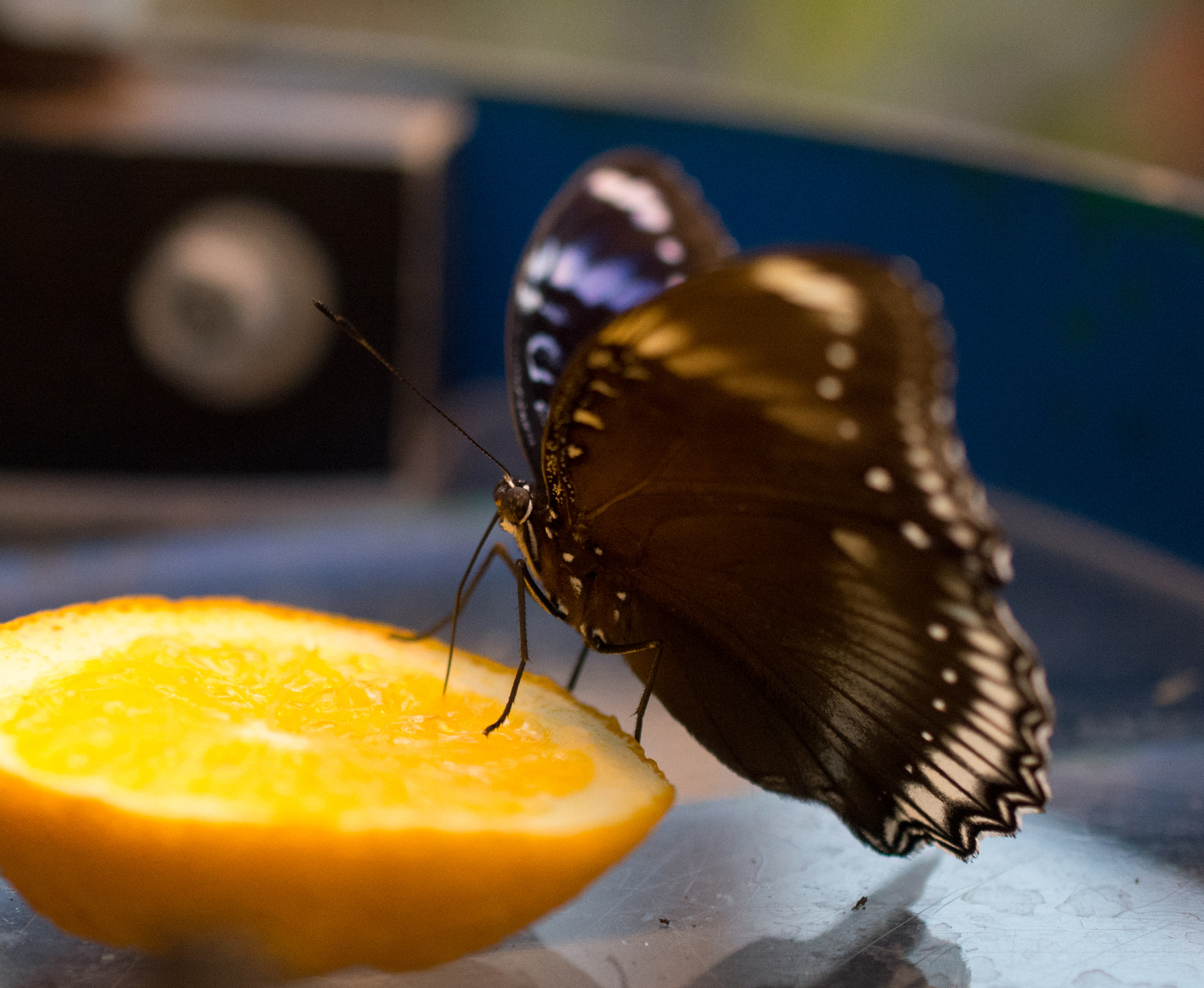 Nikon AF-S DX Micro Nikkor 40mm F2.8 sample photo. Drinking some orange juice photography