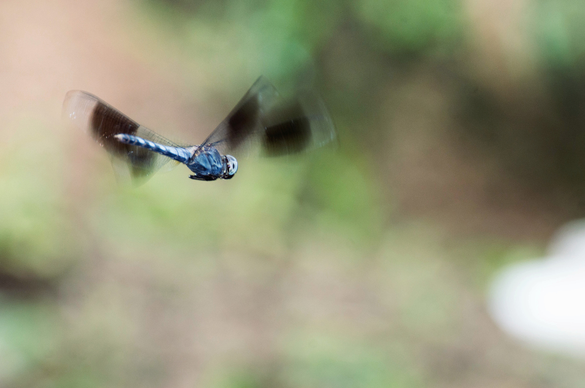 Nikon D3200 sample photo. Band-winged dragonlet photography