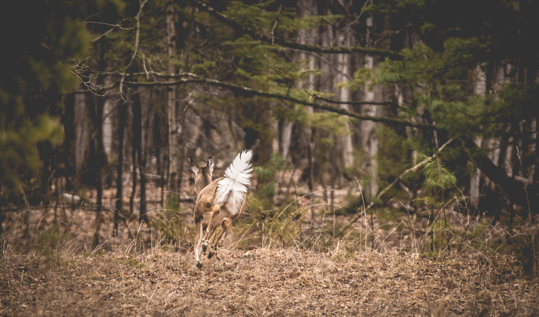 Sigma 150-600mm F5-6.3 DG OS HSM | C sample photo. Run away! photography