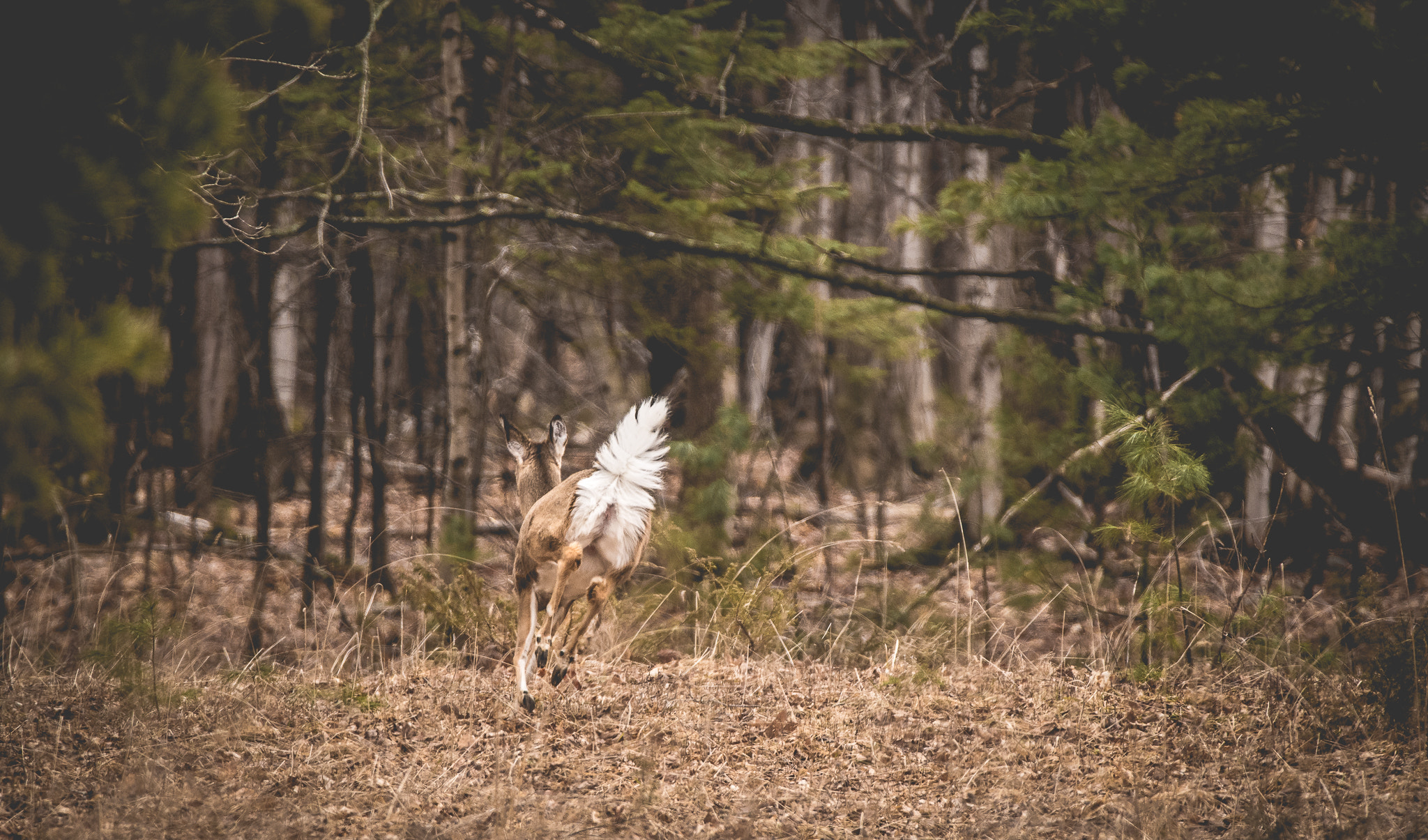 Nikon D750 + Sigma 150-600mm F5-6.3 DG OS HSM | C sample photo. Run away! photography