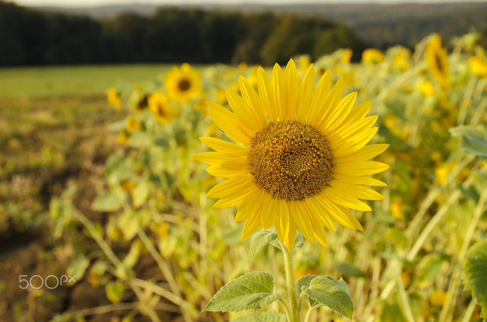 Nikon D7000 + Sigma 17-70mm F2.8-4 DC Macro OS HSM | C sample photo. Sunflower photography