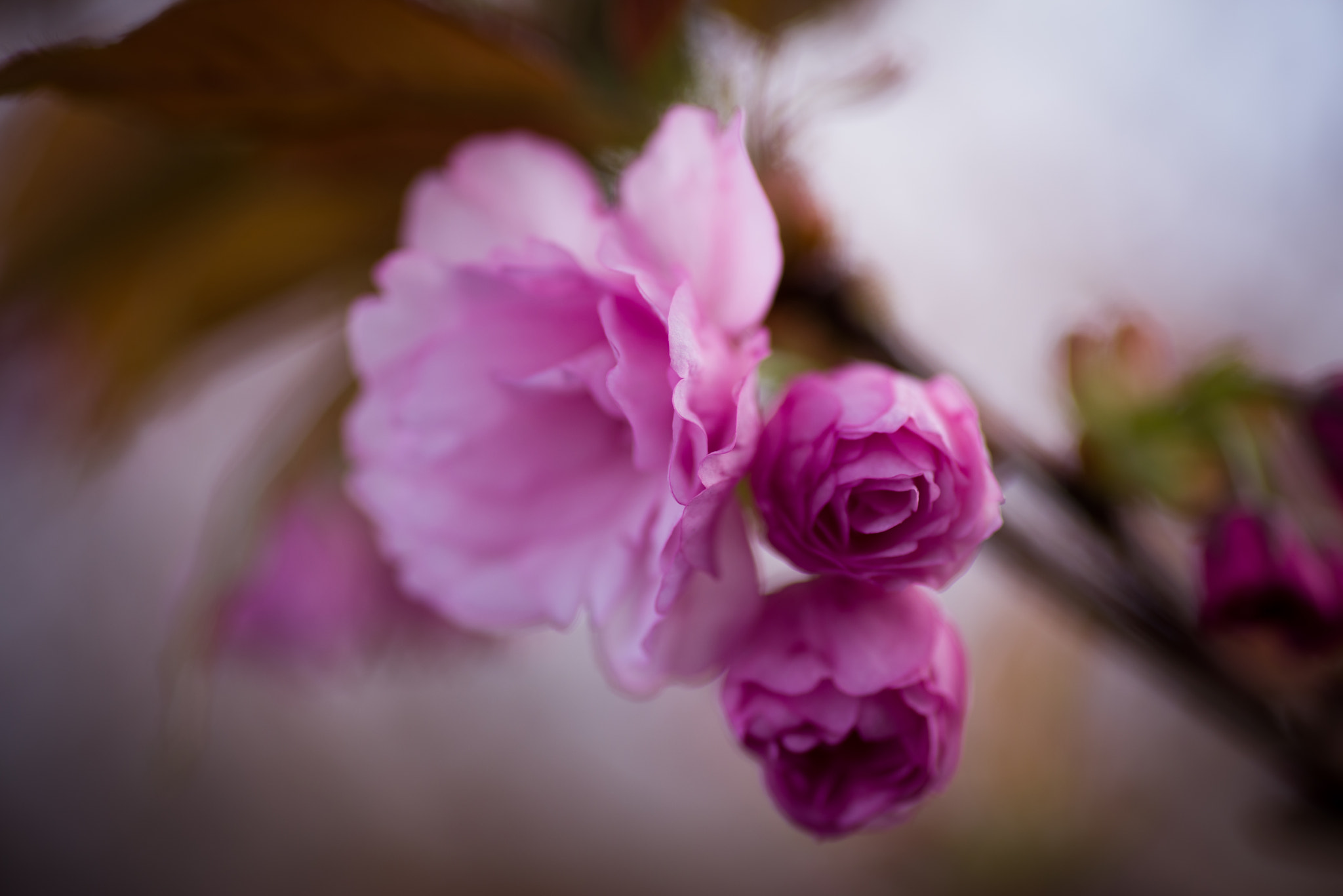 Pentax smc D-FA 100mm F2.8 Macro WR sample photo. Pink blossom photography