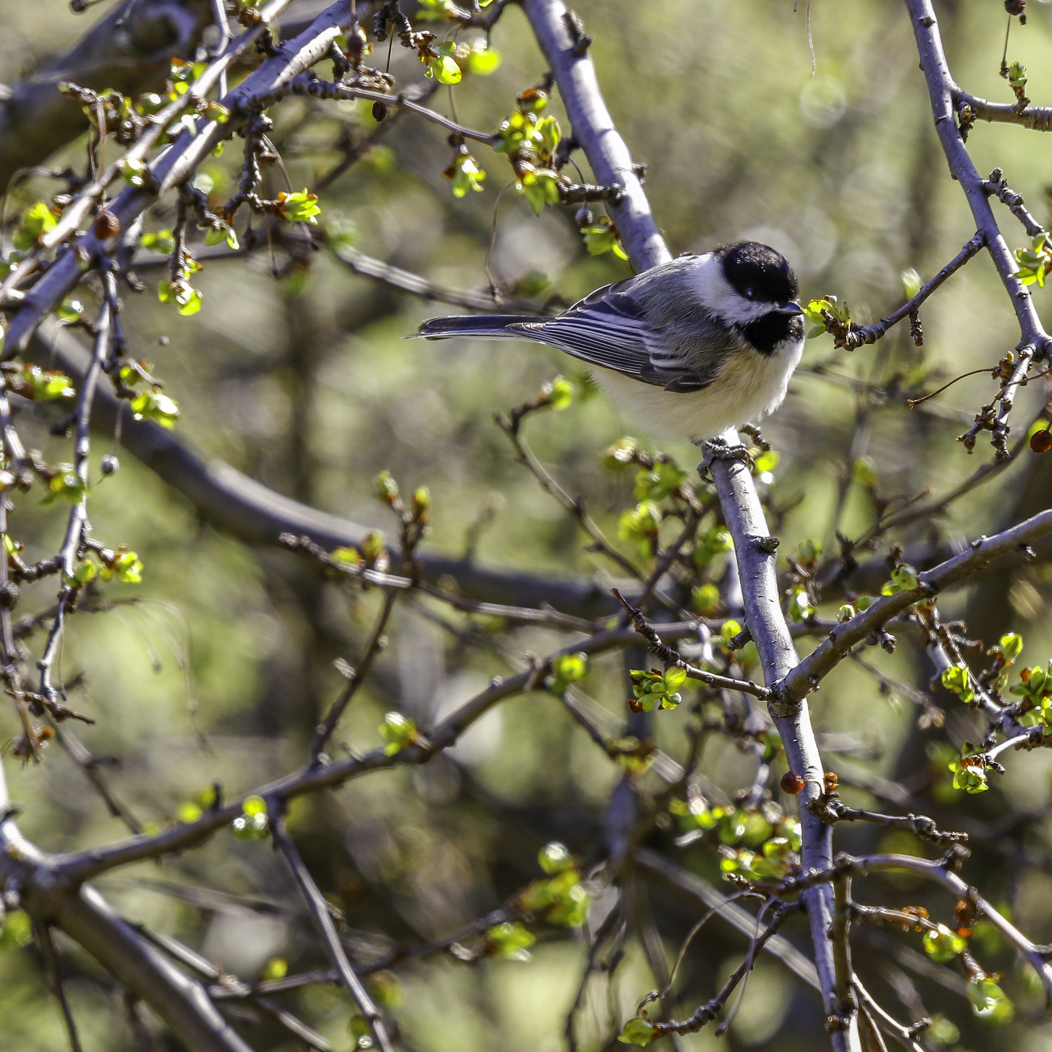 Canon EF 300mm F2.8L IS II USM sample photo. Black-capped chickadee photography