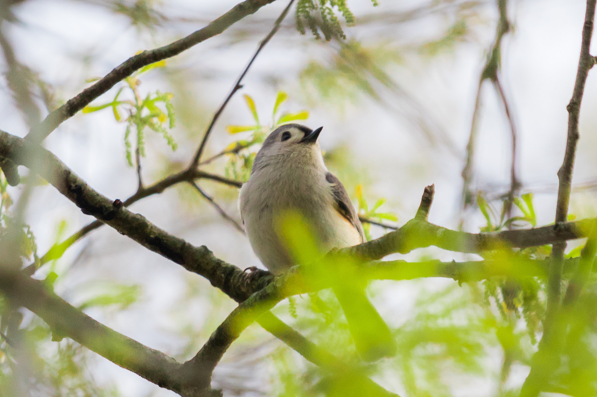 Canon EF-S 55-250mm F4-5.6 IS STM sample photo. Tufted titmouse photography