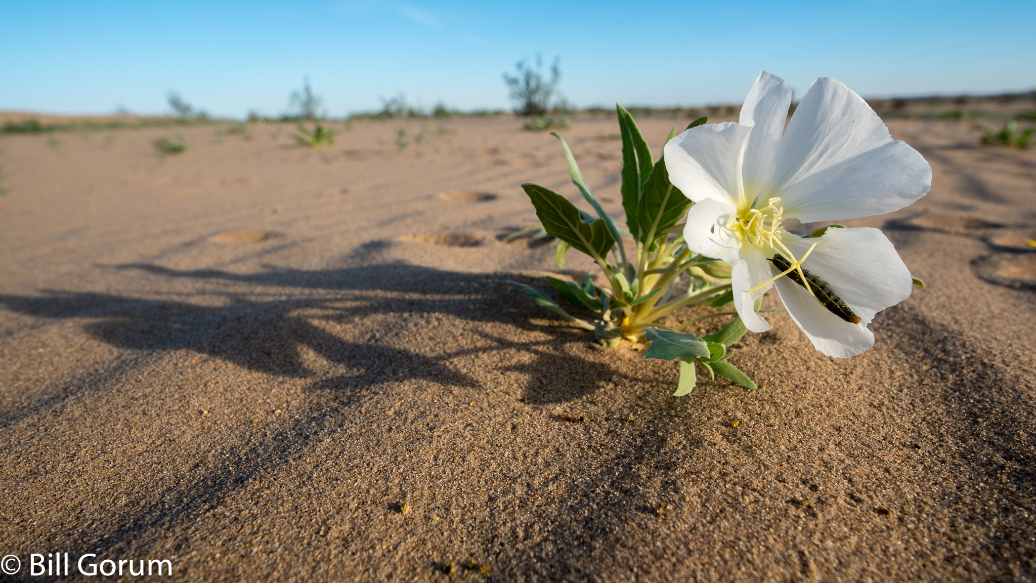Nikon D750 + Nikon AF-S Nikkor 20mm F1.8G ED sample photo. Hawk moth caterpillar on a dune evening primrose photography