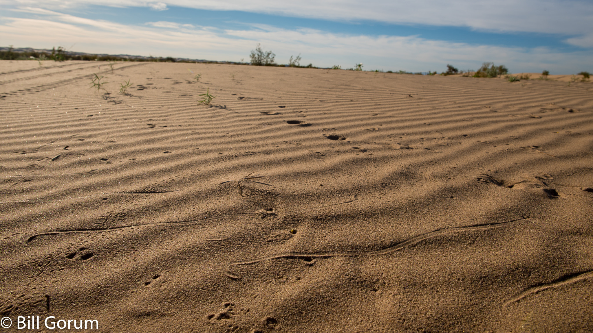 Nikon D750 sample photo. Sidewinder tracks photography