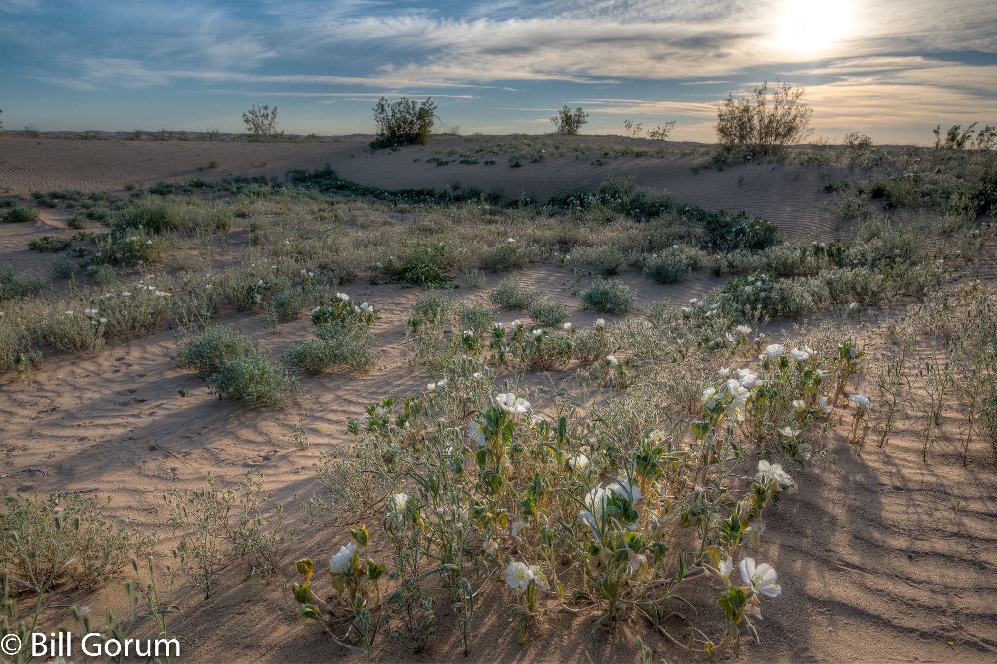 Nikon D750 sample photo. Dune evening primroses photography