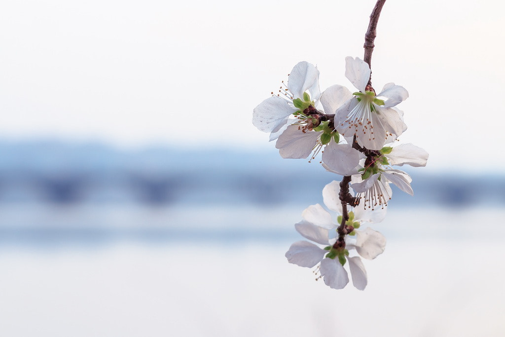 Canon EOS 70D + Canon EF 85mm F1.8 USM sample photo. Spring photography