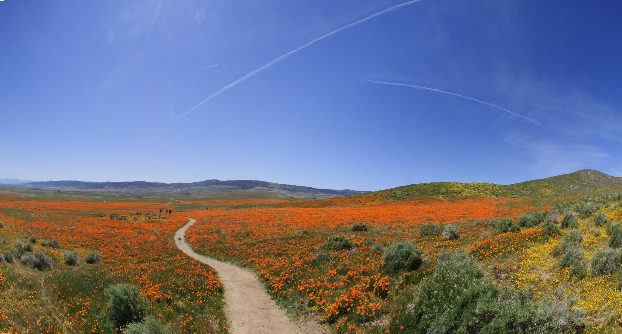 Nikon D300S + Nikon AF DX Fisheye-Nikkor 10.5mm F2.8G ED sample photo. Path through california golden poppies photography