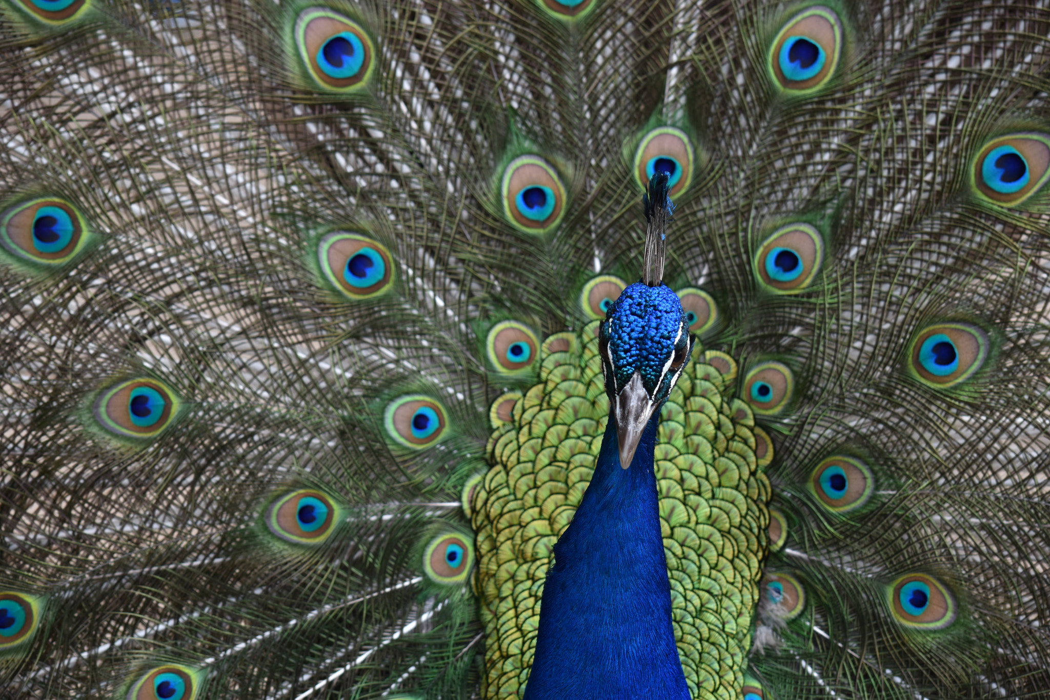 Nikon D5500 sample photo. Peafowl photography