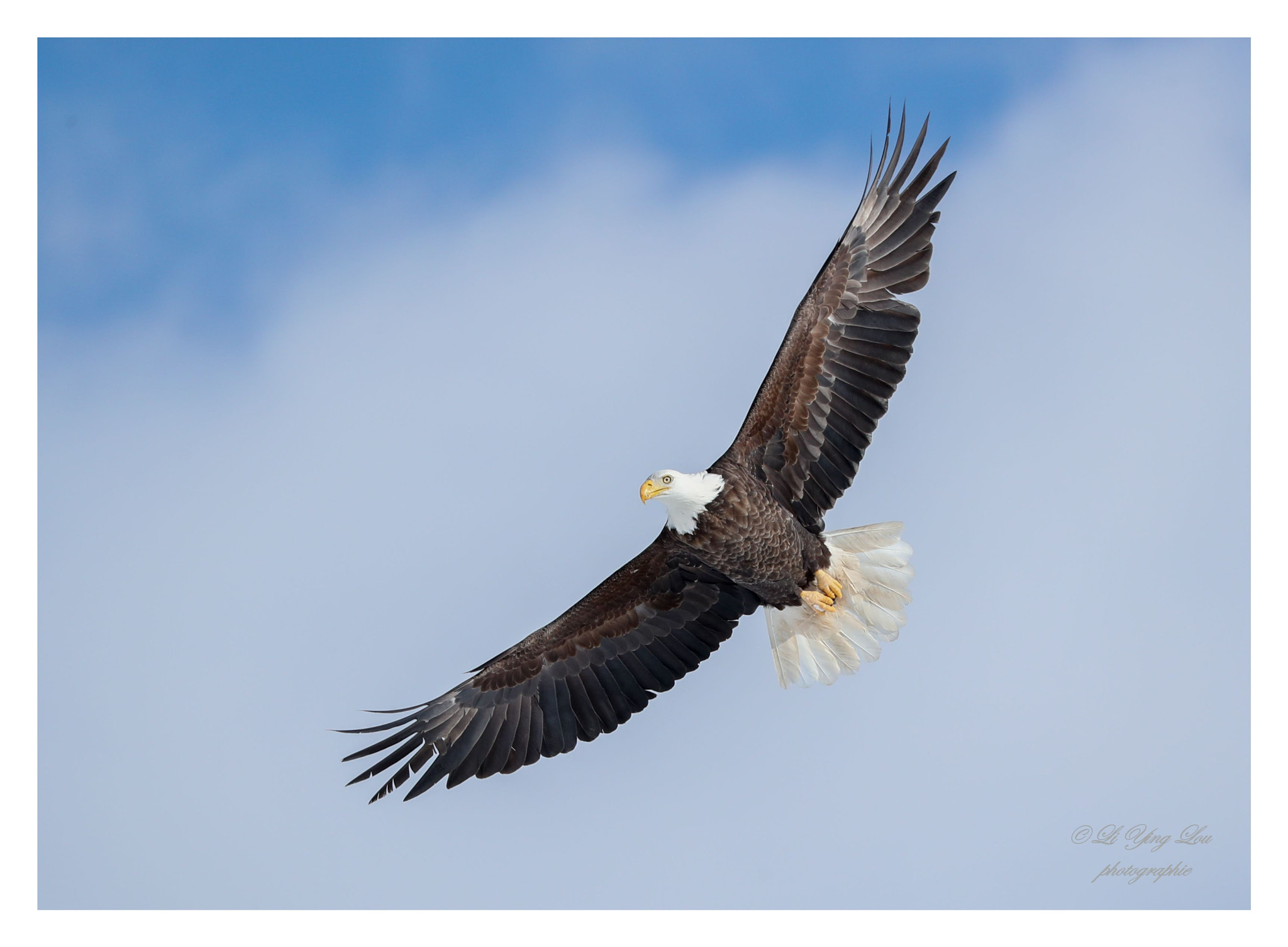 Canon EOS-1D X Mark II sample photo. Pygargue à tête blanche\bald eagle photography
