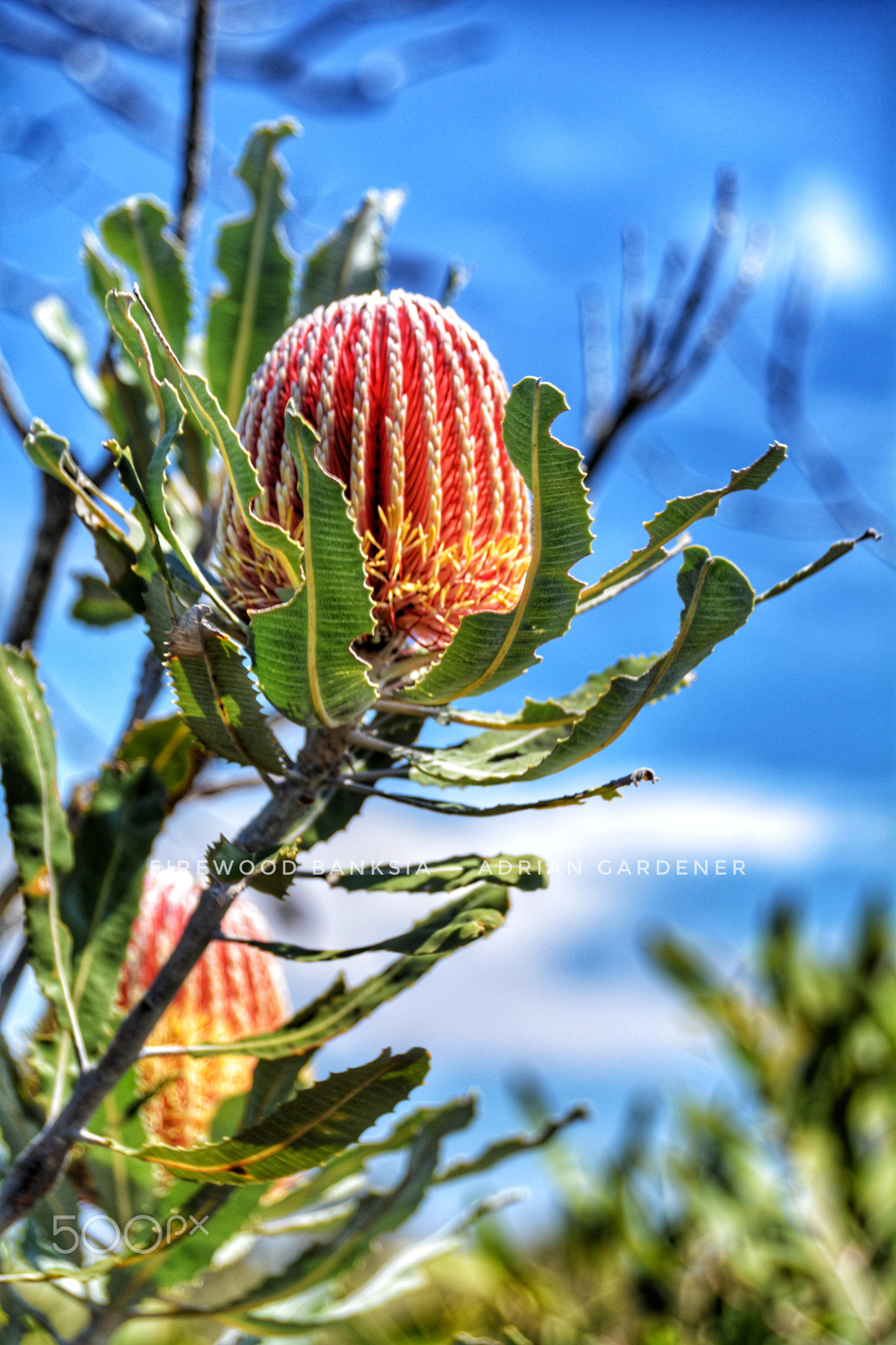 Firewood Banksia