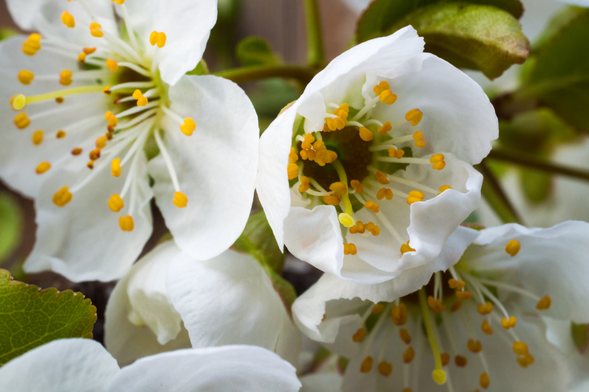 Nikon D3200 + Sigma 50mm F2.8 EX DG Macro sample photo. Crabapple flowers photography