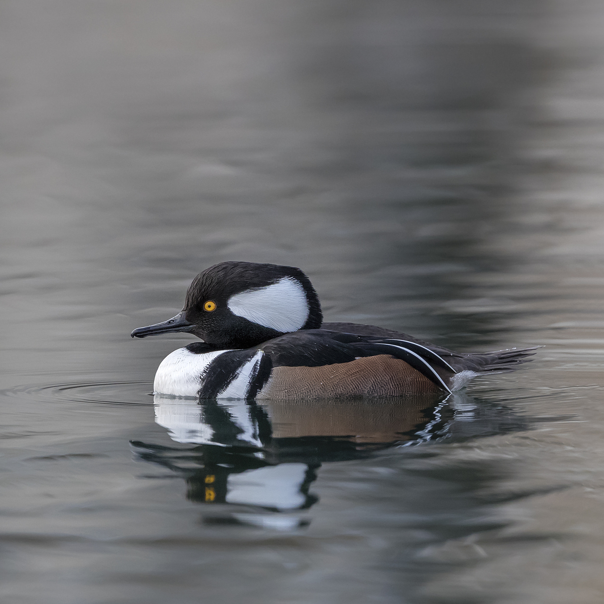 Canon EF 500mm F4L IS II USM sample photo. Hooded merganser photography