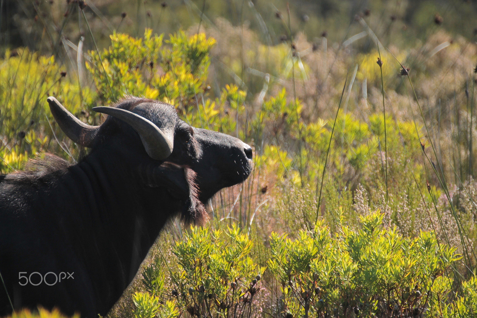 Canon 70-300mm sample photo. Img photography