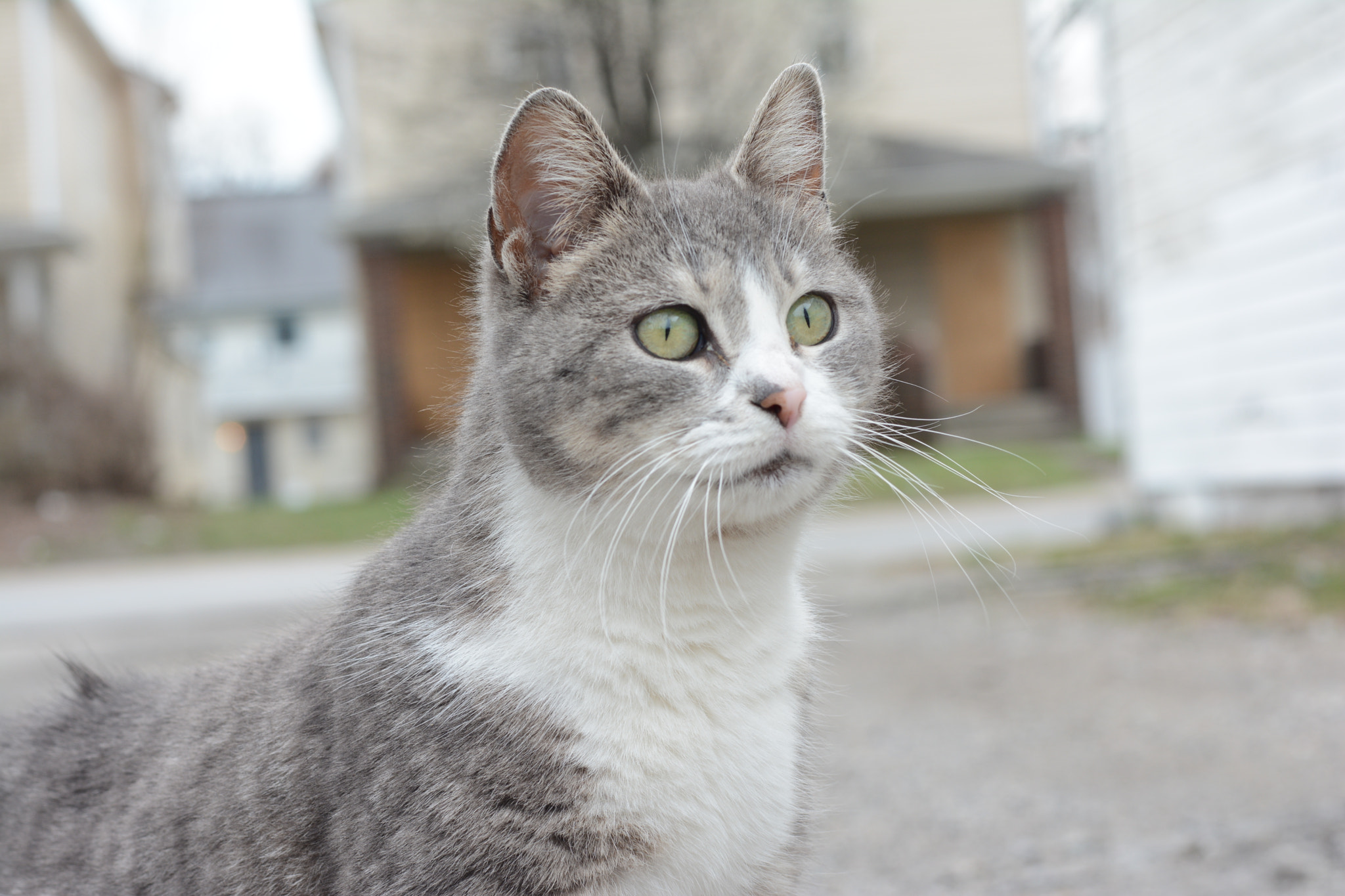 Voigtlander Nokton 58mm F1.4 SLII sample photo. Momma yard cat photography