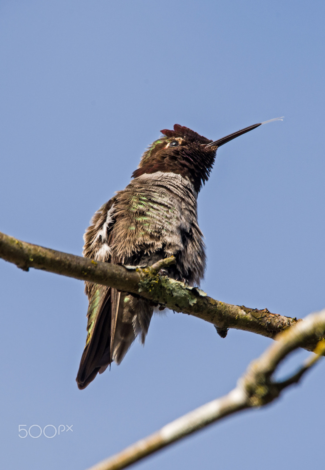 Sigma 150-600mm F5-6.3 DG OS HSM | C sample photo. Shooting photography