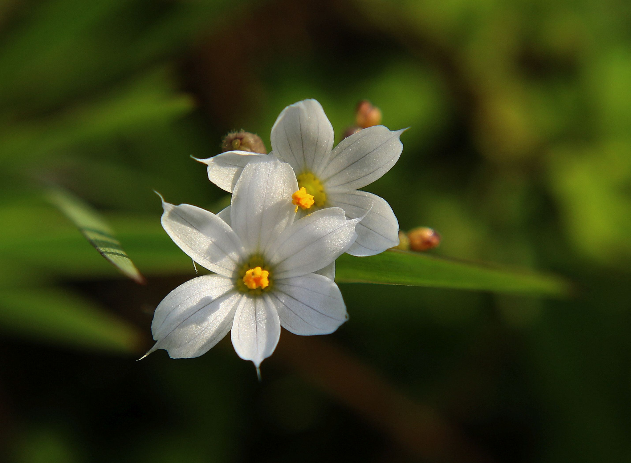 Canon EOS 700D (EOS Rebel T5i / EOS Kiss X7i) sample photo. Wildflowers photography