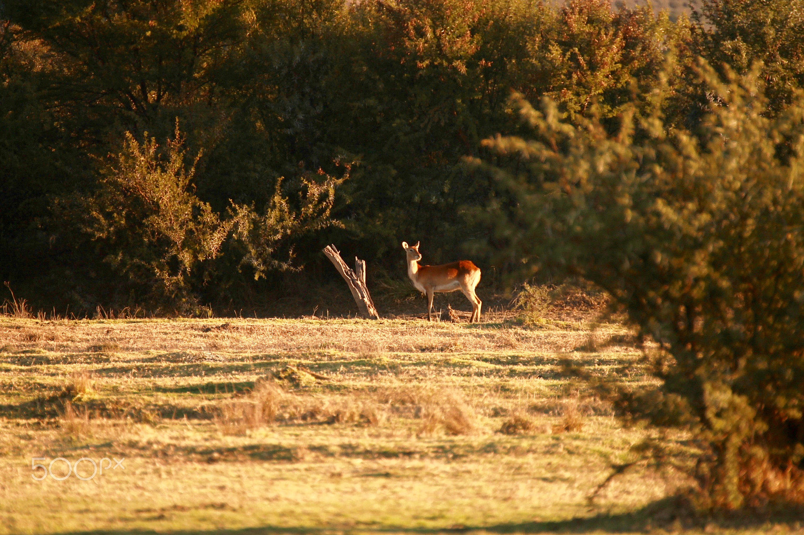 Canon 70-300mm sample photo. Img photography