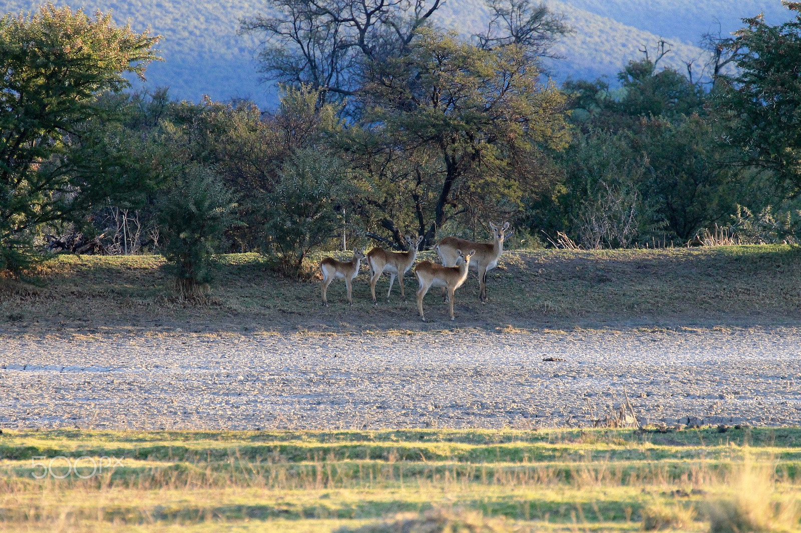 Canon 70-300mm sample photo. Img photography