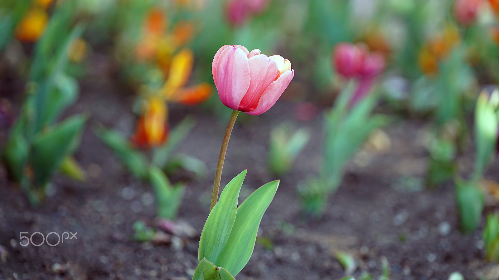 Sony a7S II + Sony FE 70-200mm F4 G OSS sample photo. Tell it from the mountain photography