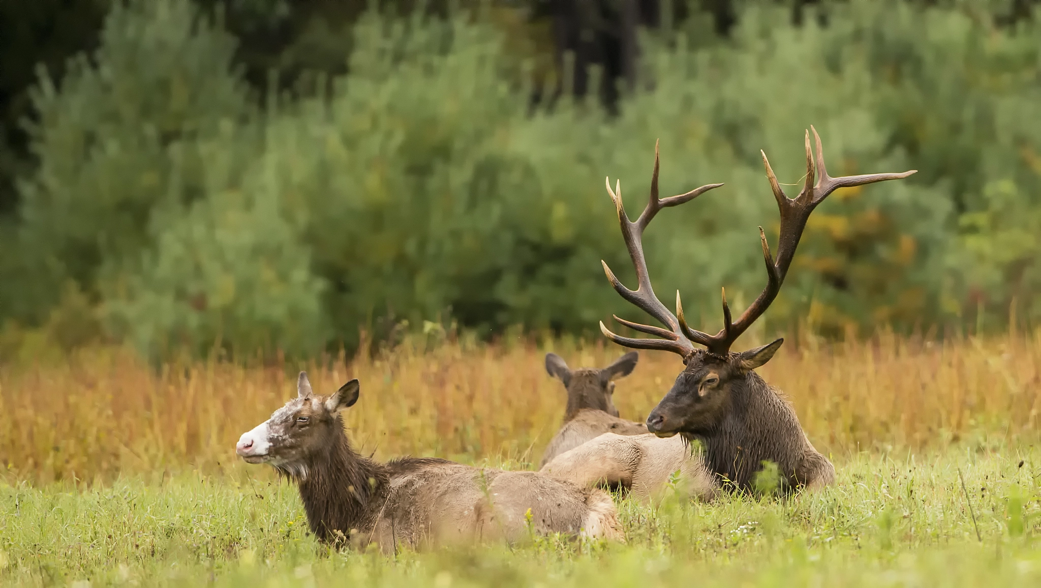 Canon EF 500mm F4L IS USM sample photo. Piebald elk photography