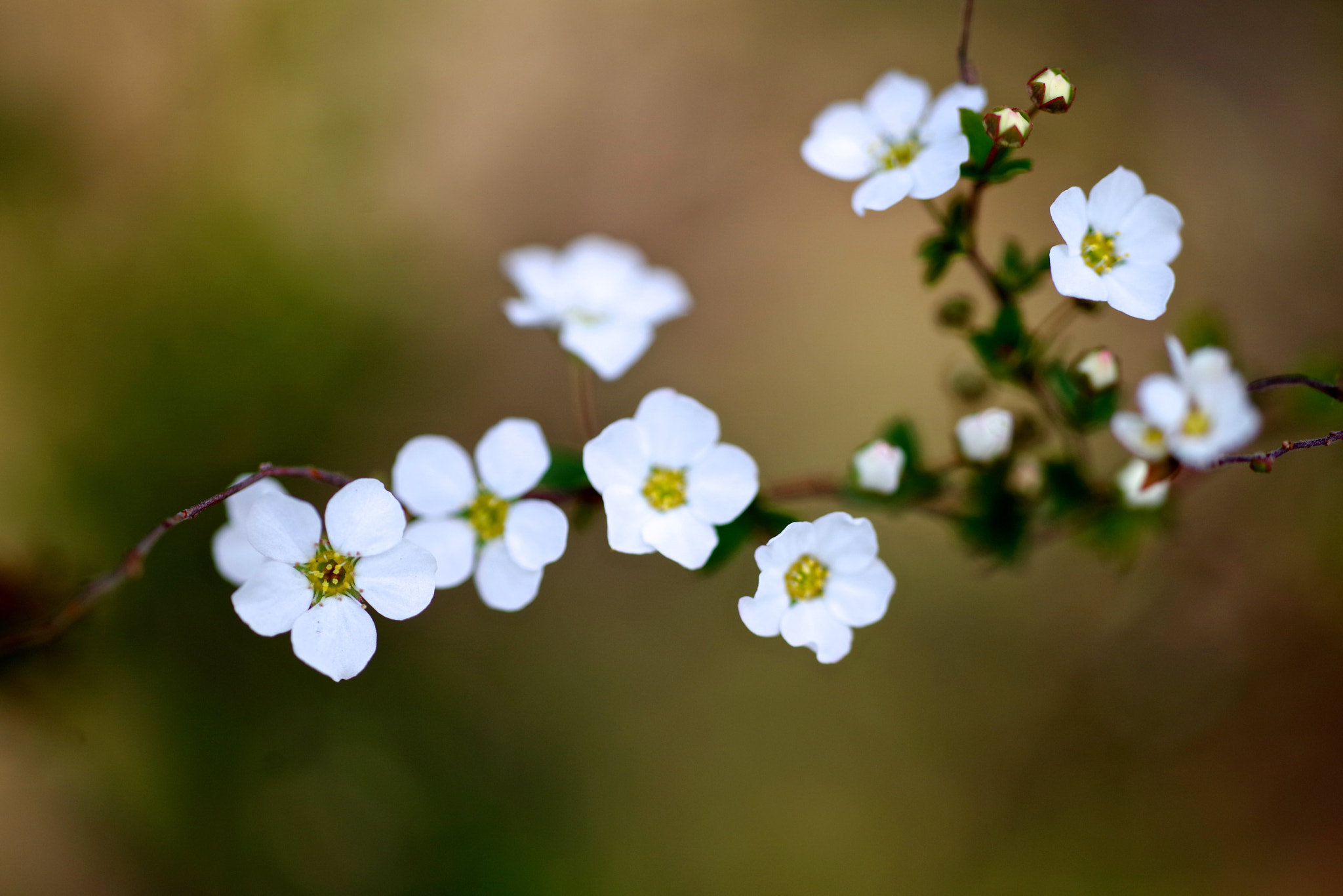 Pentax K-1 sample photo. Spiraea photography