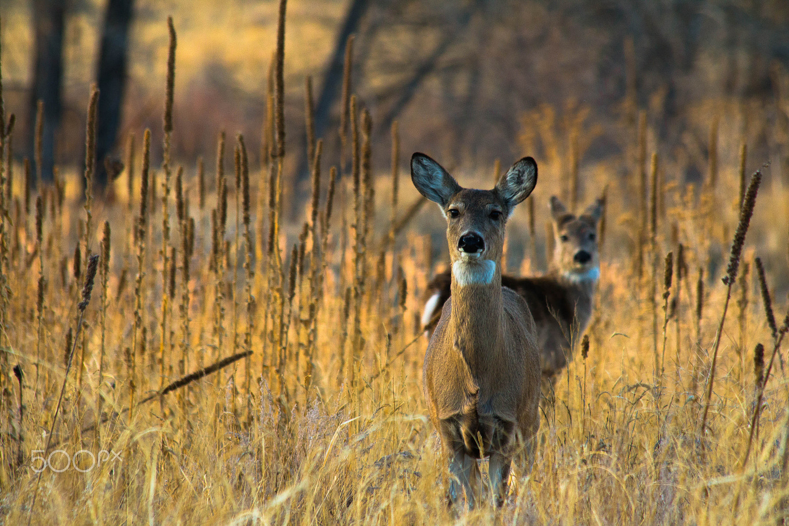 Canon EF 70-300mm F4-5.6 IS USM sample photo. The looker photography