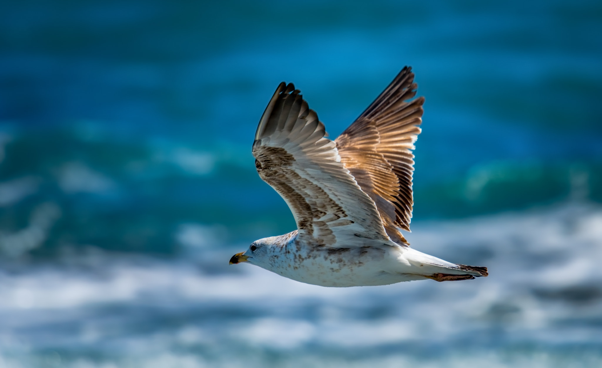 Nikon Nikkor AF-S 300mm F4E PF ED VR sample photo. Ring-billed gull photography