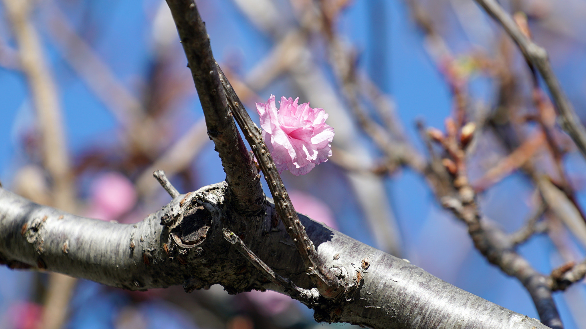 Sony a7S II + Sony FE 70-200mm F4 G OSS sample photo. The preview photography