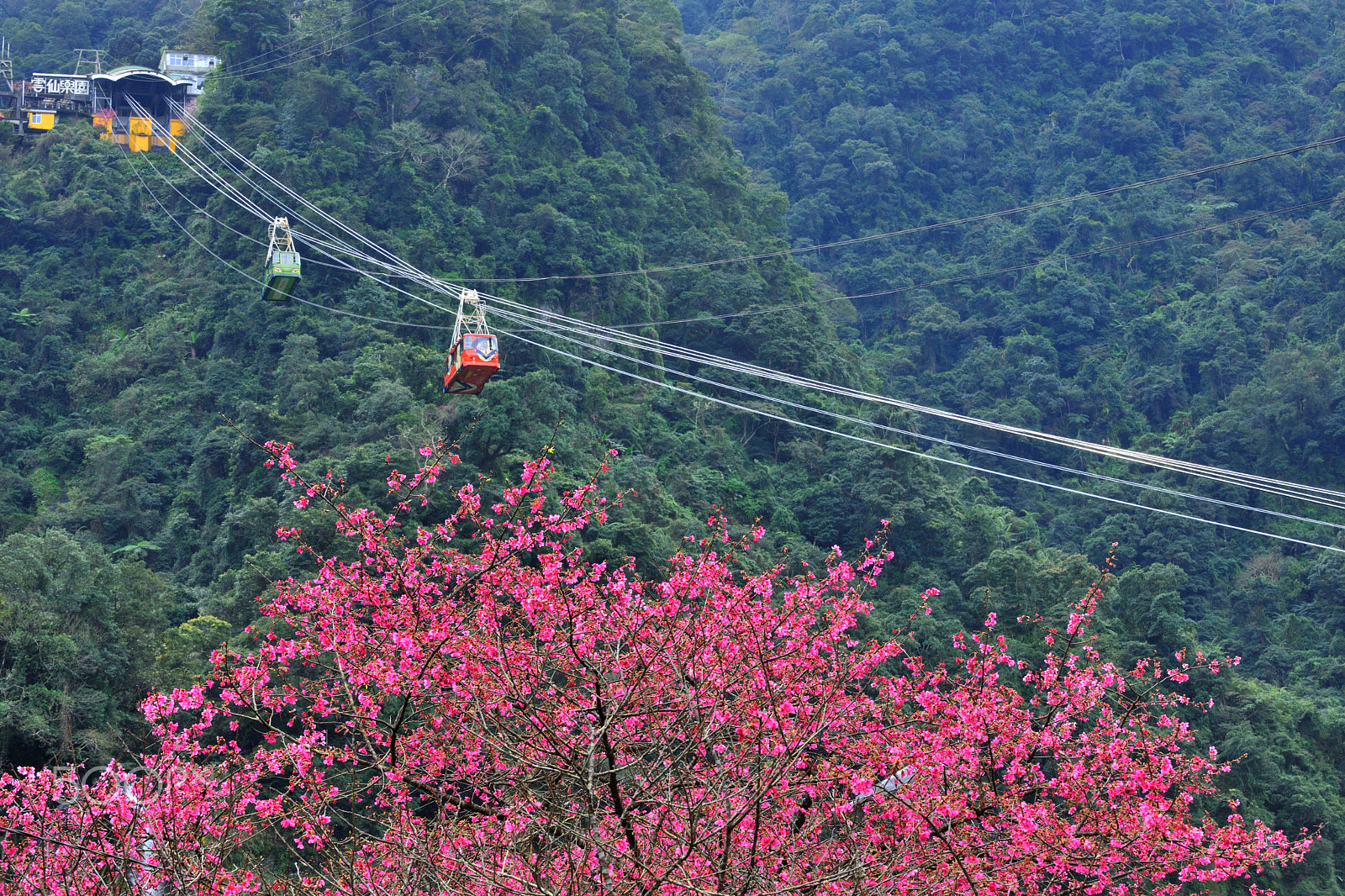Nikon D3X sample photo. 纜車,空中纜車,運輸,櫻花 photography