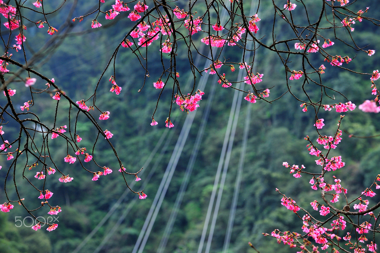 Nikon D3X sample photo. 纜車,空中纜車,運輸,櫻花 photography