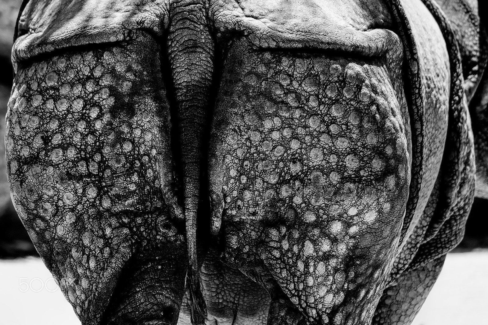 Nikon D810 sample photo. Rhino rear photography
