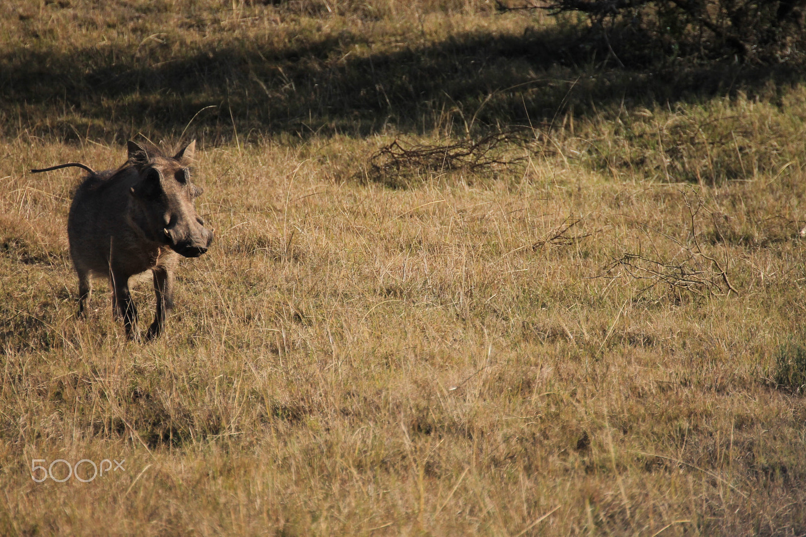 Canon 70-300mm sample photo. () photography