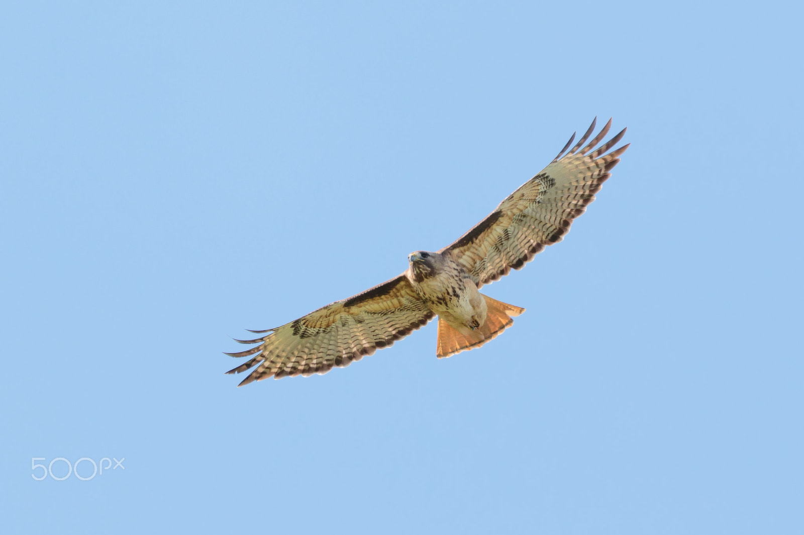 Canon EOS 7D Mark II sample photo. Red shoulder hawk in flight photography