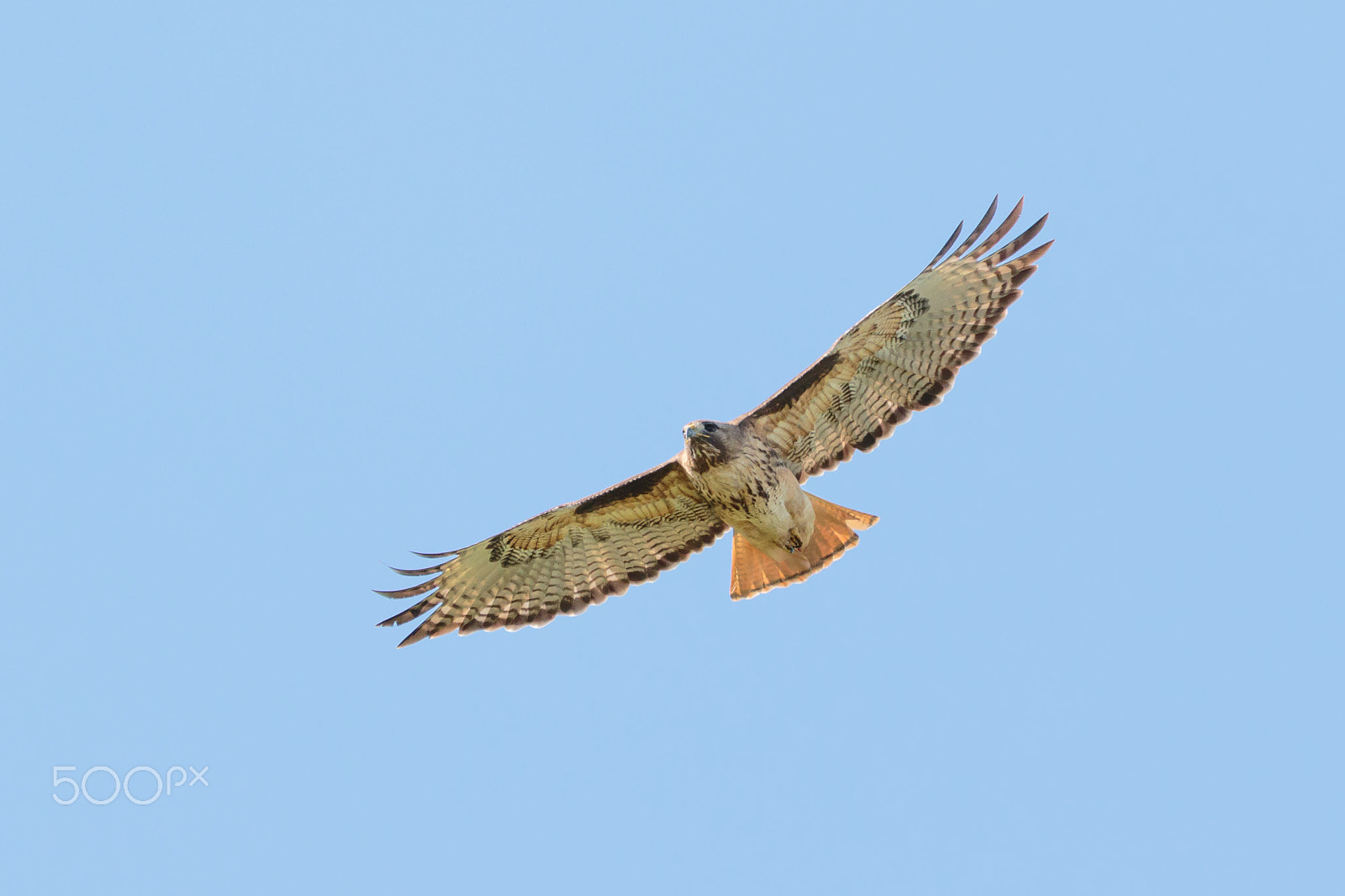 150-600mm F5-6.3 DG OS HSM | Contemporary 015 sample photo. Red shoulder hawk in flight photography