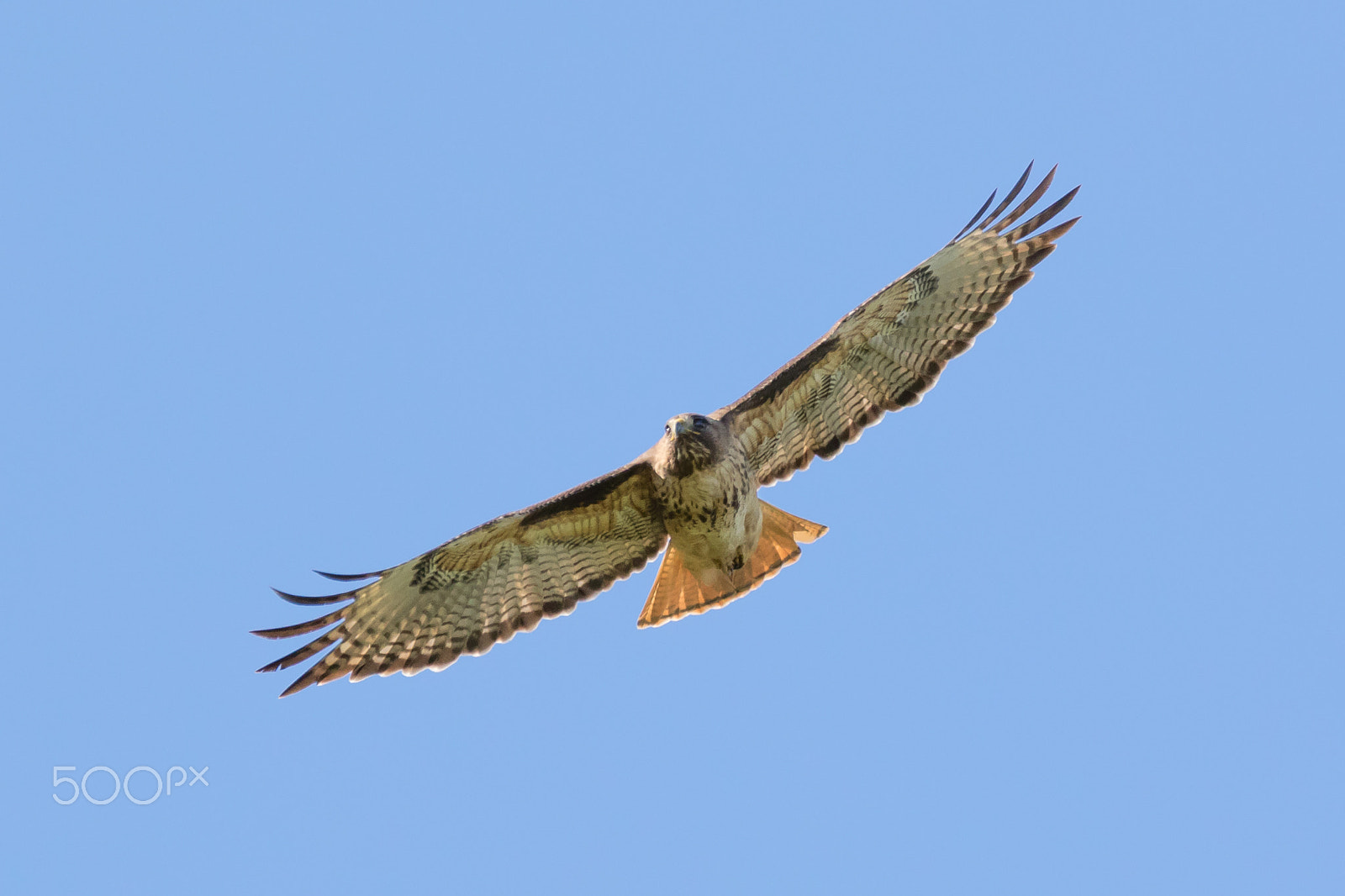 150-600mm F5-6.3 DG OS HSM | Contemporary 015 sample photo. Red shoulder hawk in flight photography