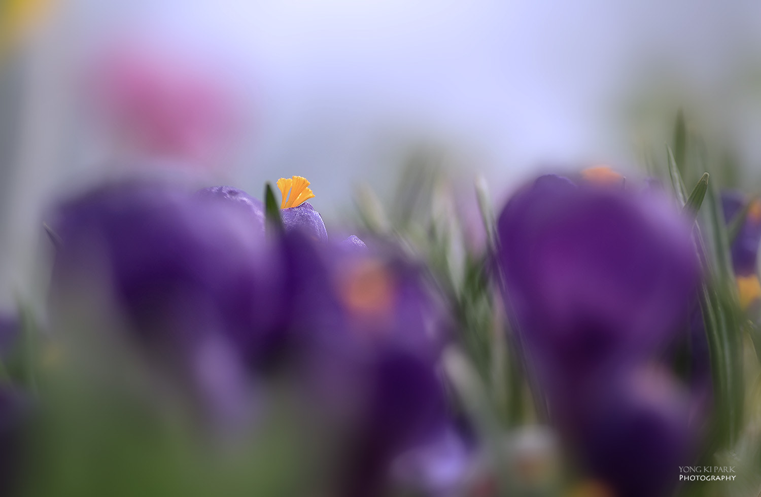 Pentax smc D-FA 100mm F2.8 Macro WR sample photo. Into the spring-7 photography