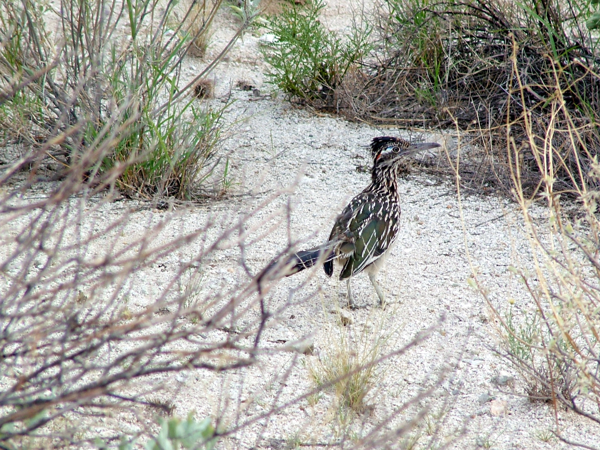 Fujifilm FinePix S7000 sample photo. Road runner - tucson, arizona photography