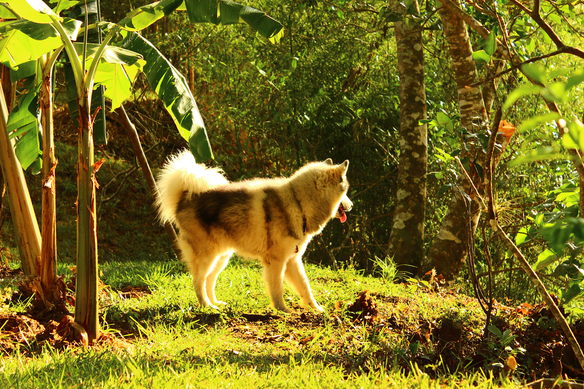 Canon EOS 600D (Rebel EOS T3i / EOS Kiss X5) sample photo. Alaskan malamute photography