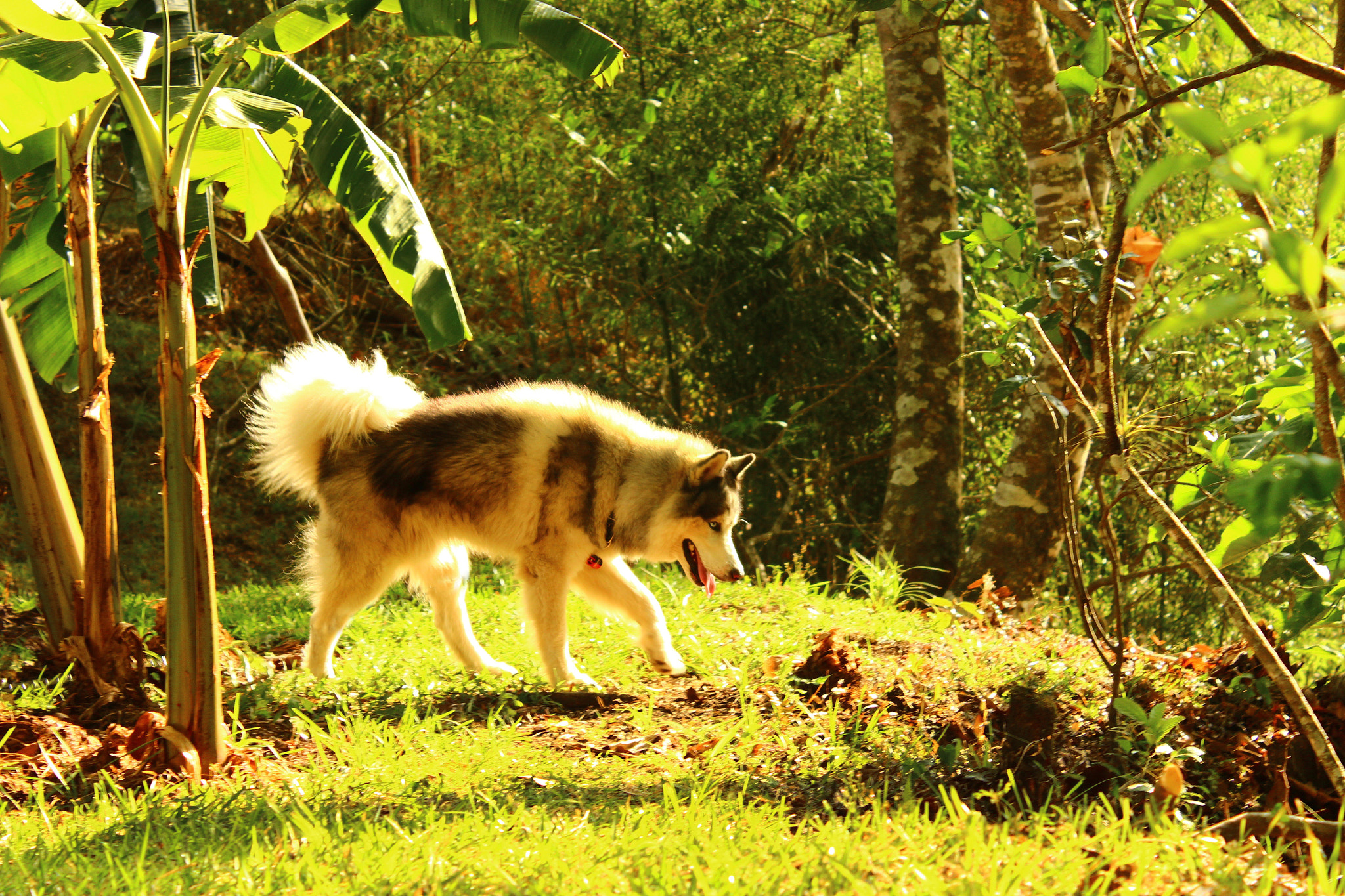 Canon EOS 600D (Rebel EOS T3i / EOS Kiss X5) sample photo. Alaskan malamute photography