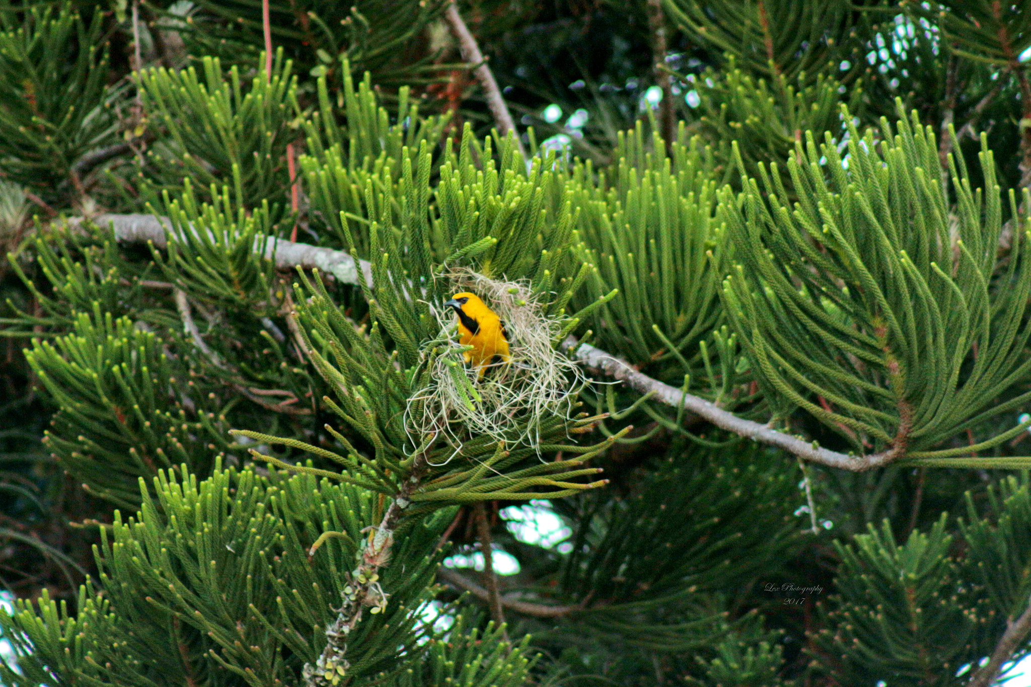 Canon EOS 700D (EOS Rebel T5i / EOS Kiss X7i) + EF75-300mm f/4-5.6 sample photo. Nest building photography