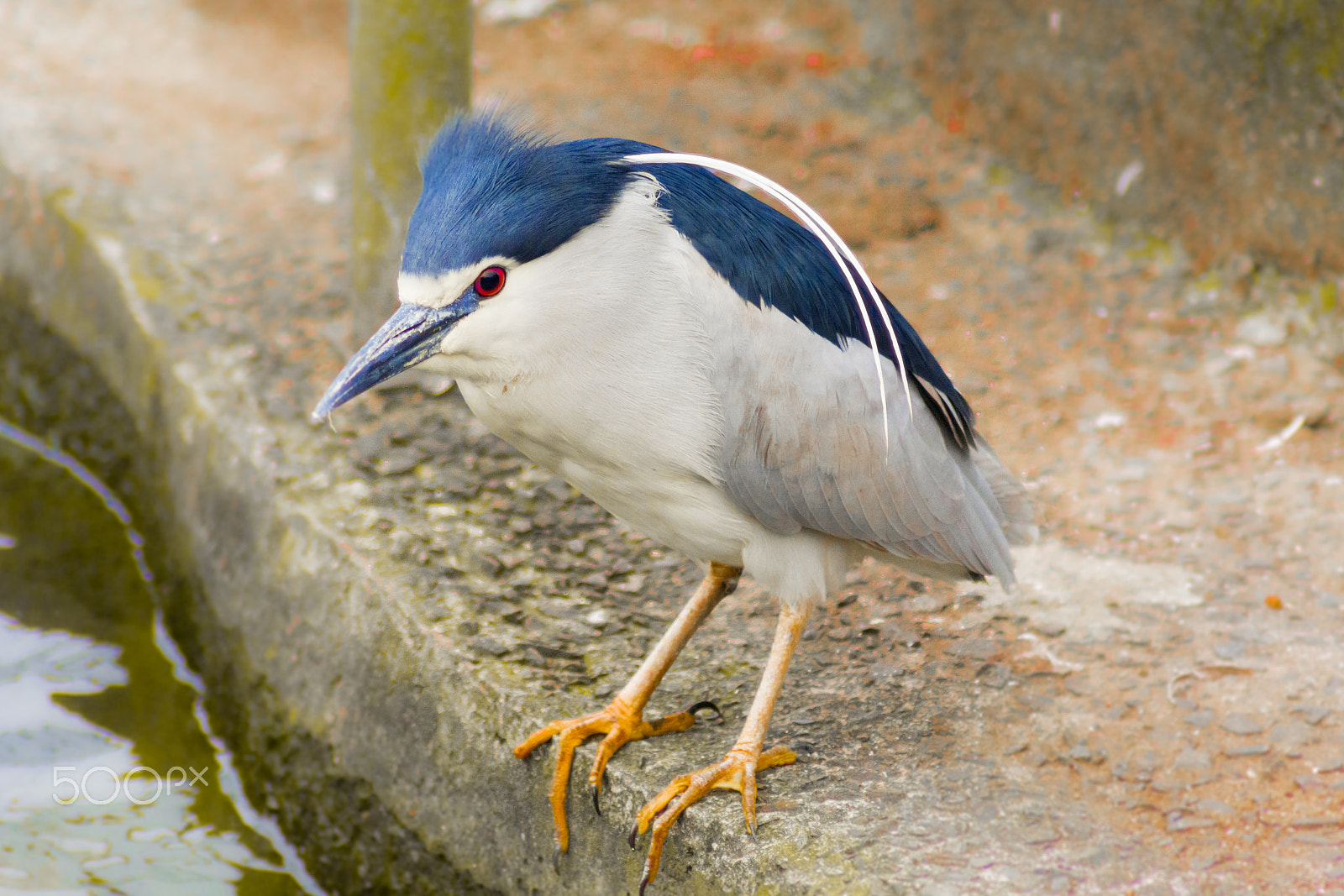 Canon EOS 700D (EOS Rebel T5i / EOS Kiss X7i) sample photo. Black crowned night heron // taipei photography