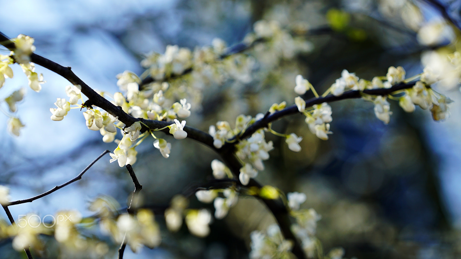 Sony a7S II + Sony FE 70-200mm F4 G OSS sample photo. Genome photography