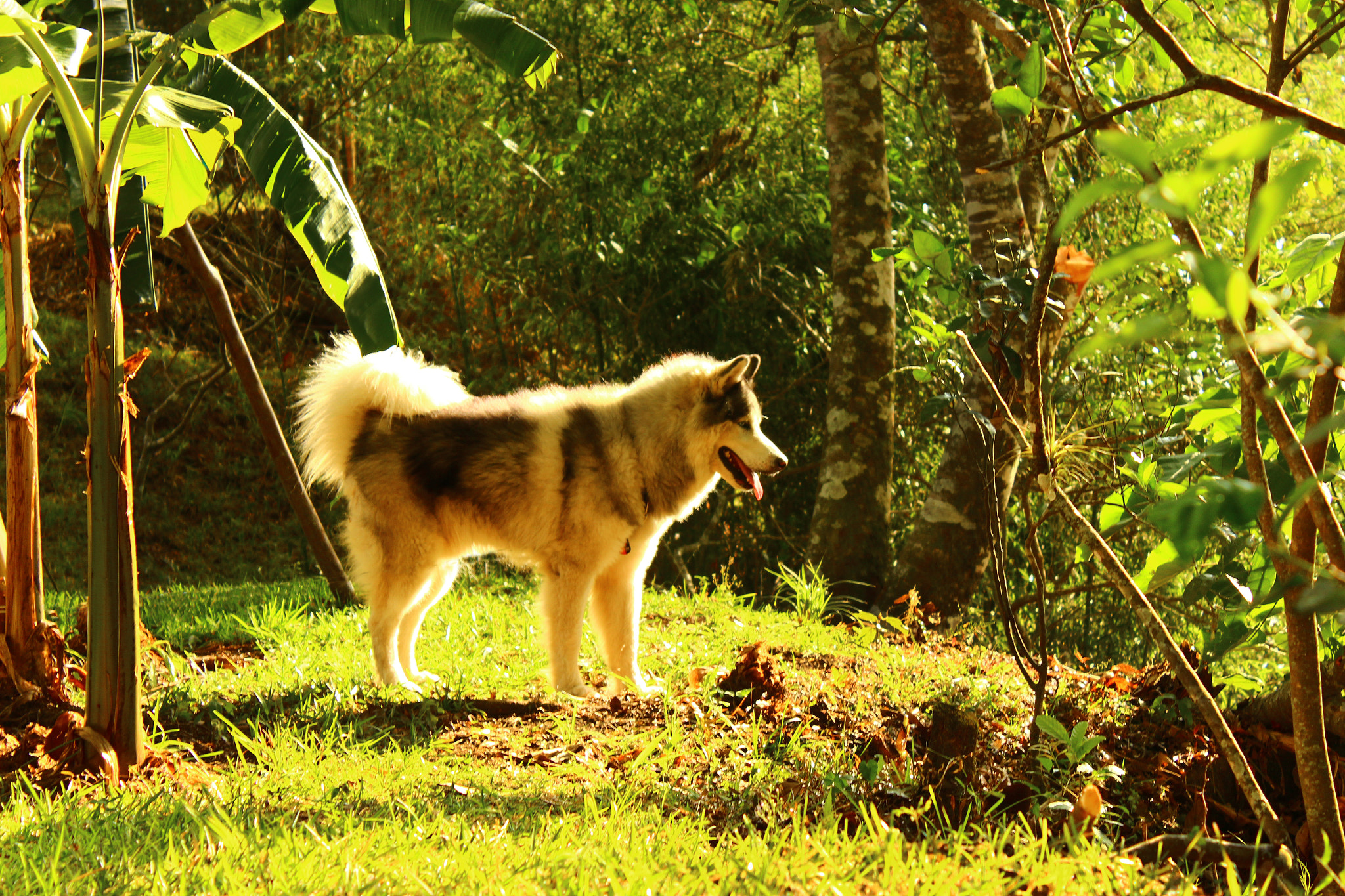 Canon EOS 600D (Rebel EOS T3i / EOS Kiss X5) sample photo. Alaskan malamute photography