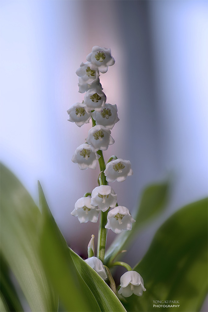 Pentax smc D-FA 100mm F2.8 Macro WR sample photo. Into the spring-8 photography